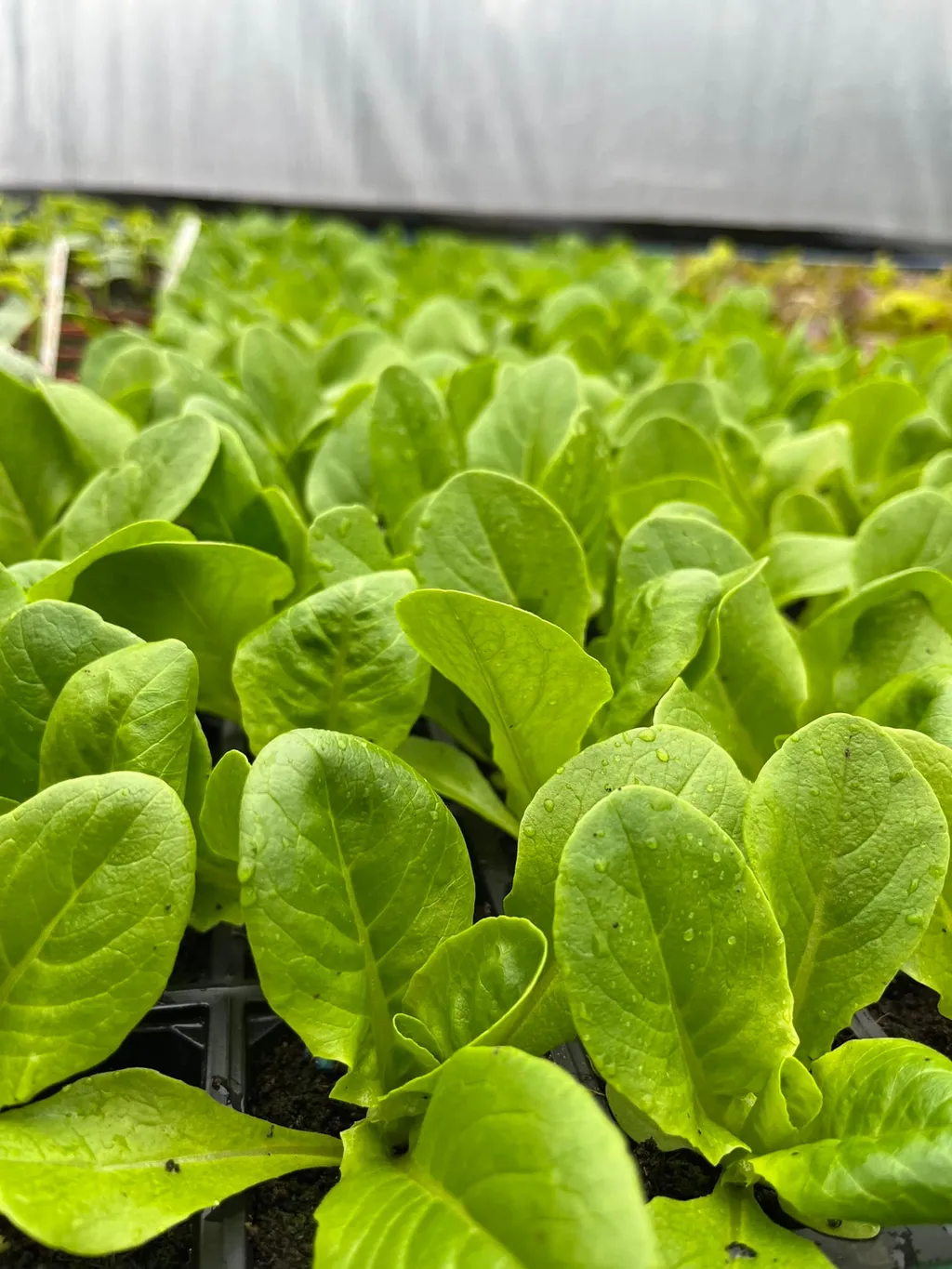 Farm-Grown Veg & Plants Now Available