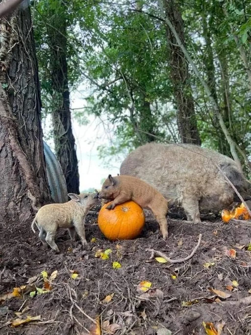 The Cutest New Arrivals