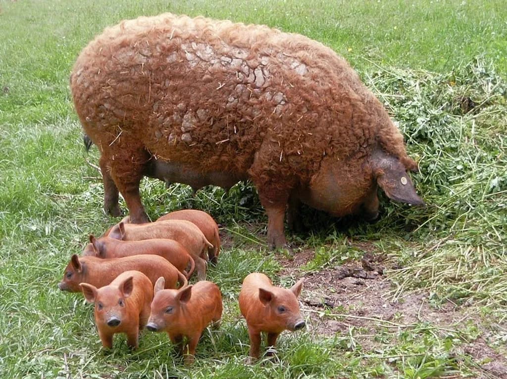 Our Mangalitsa Breed